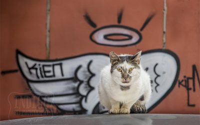 Dogs and Cats of Istanbul – A Canadian pet photographer’s experience