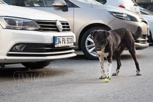 His first ball. street dog near the Black Sea