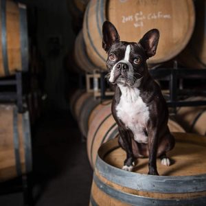 Boston Terrier on a wine barrel