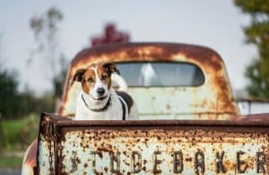 Walker Hound in back of old Studebaker truck by Niagara dog photographer Karen Black