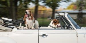 dogs in vintage convertible with top down