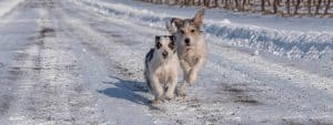 Two terriers racing in the snow at Cave Spring Vineyard