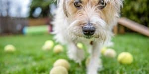 close up of scruffy dog and balls by dog photographer Karen Black