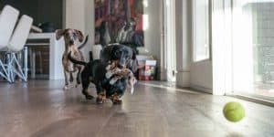 Dachshund with her eye on the ball by Indigo pet Photography