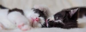 whiskers on kittens