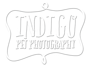transparent Indigo pet photography logo