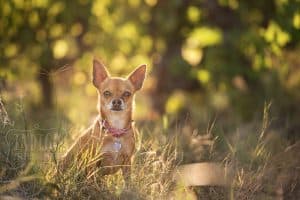 Chihuahua in a vineyard