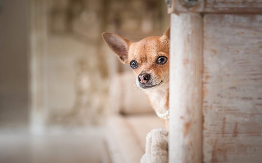 Chihuahua peeks around corner of antique settee in french chateau