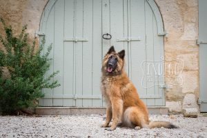 Young Belgian Tervuren posing in front of ancient french gates