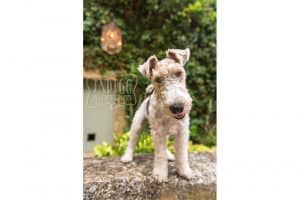 Curious Wire-Haired Fox Terrier