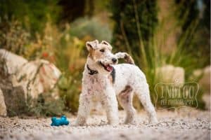 Playful wire-haired fox terrier
