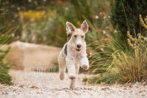 Running wire-haired fox terrier