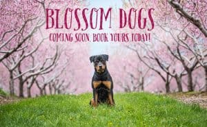 Blossom Dog sessions