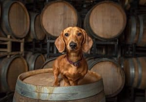 Curious, pretty miniature dachshund on a wine barrel in a cellar
