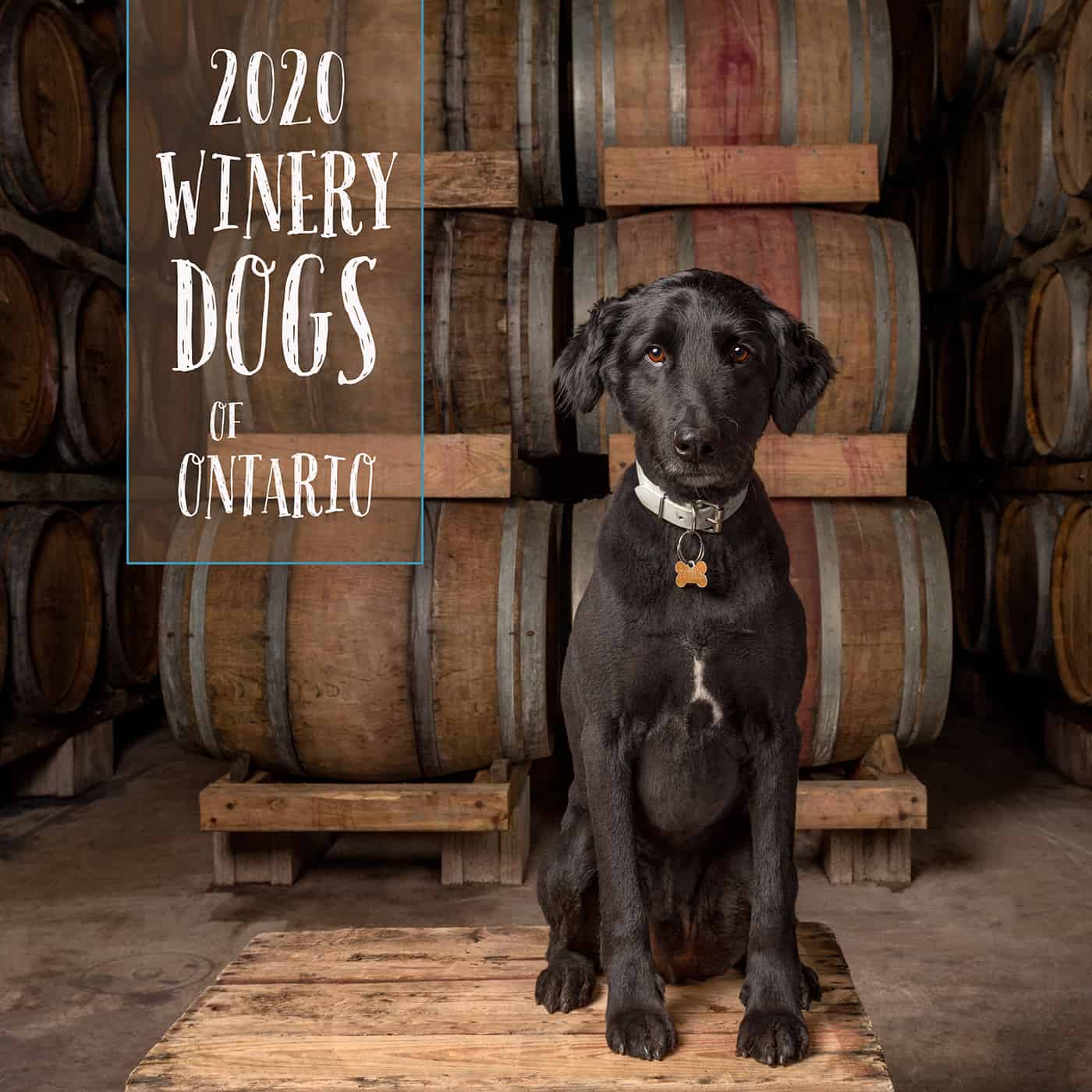 Winery Dogs of Ontario Calendar Indigo Pet Photography