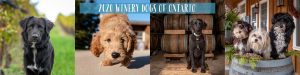 September through December Winery Dogs of Ontario pups