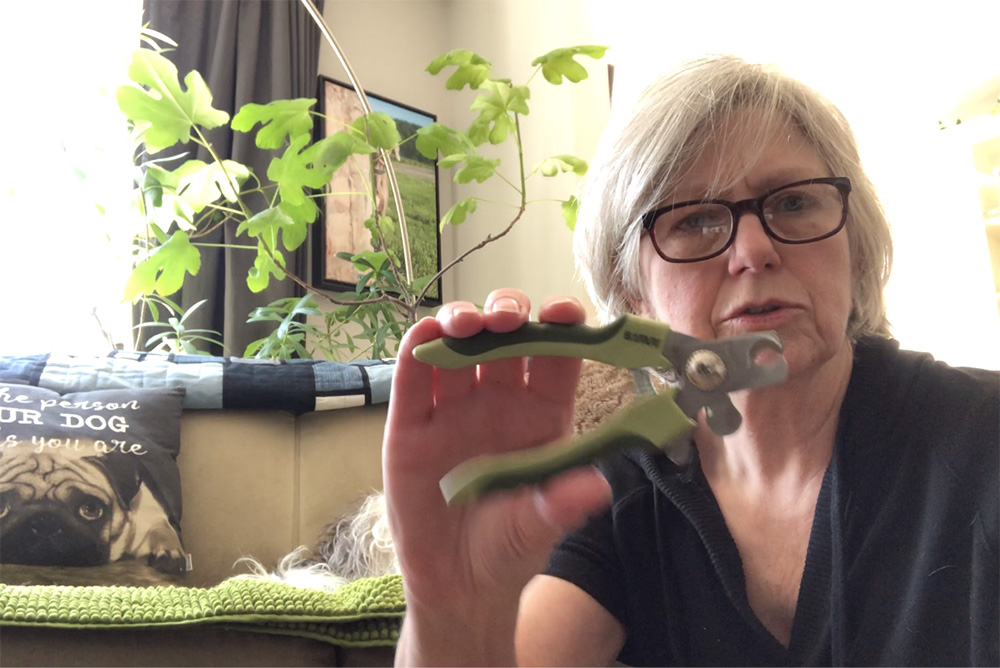 Covid dog nail trimming tips