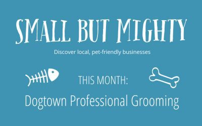 Small but Mighty Series: Dogtown Professional Grooming