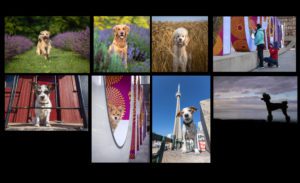 various dog images in Toronto and NOTL