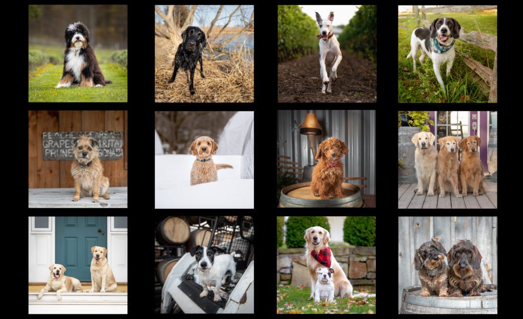 Collage of 2021 Winery Dogs of Ontario