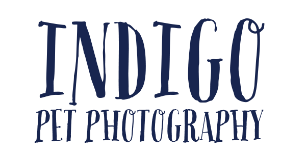 Indigo Pet Photography