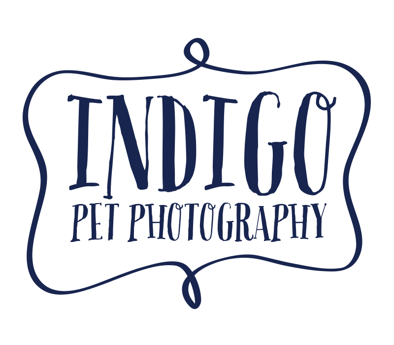 blue logo transparency