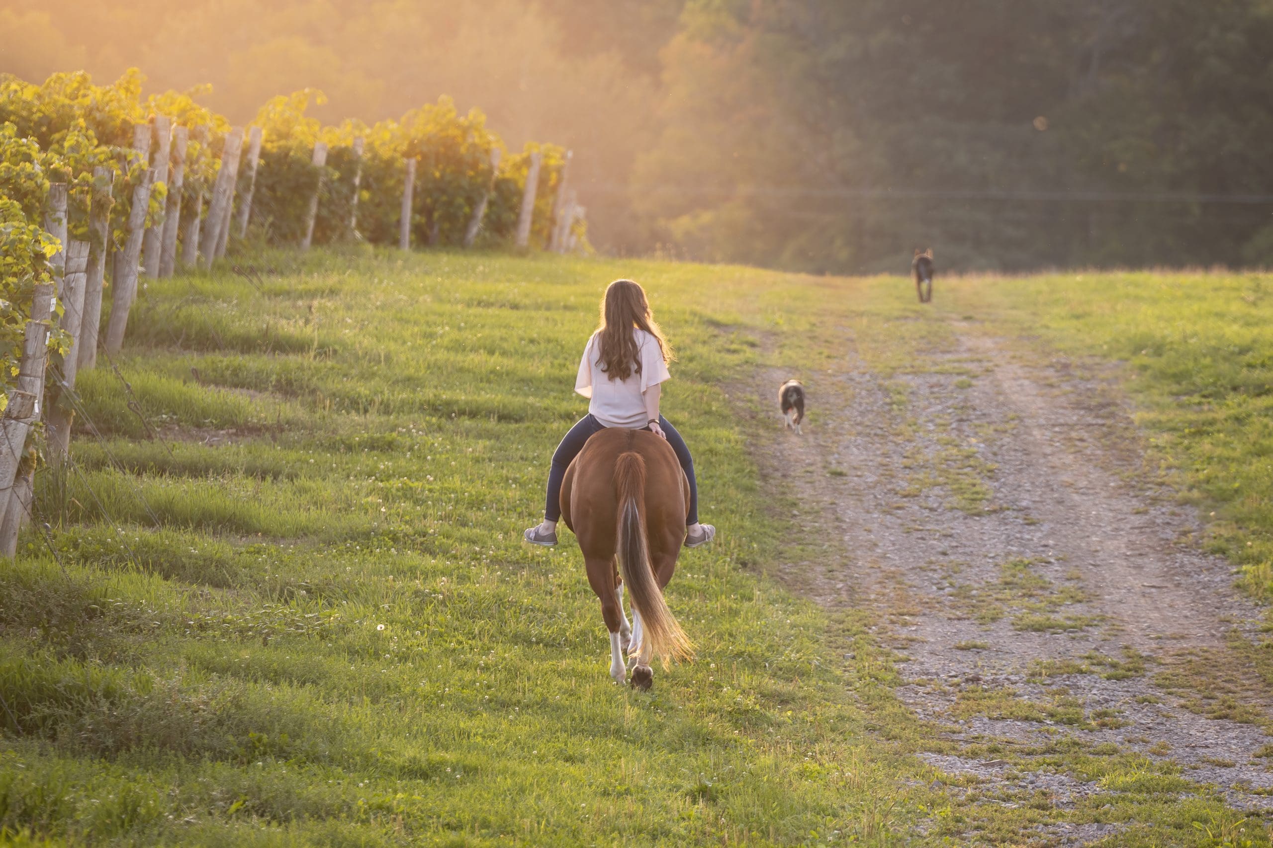 Girl riding horse with her dogs