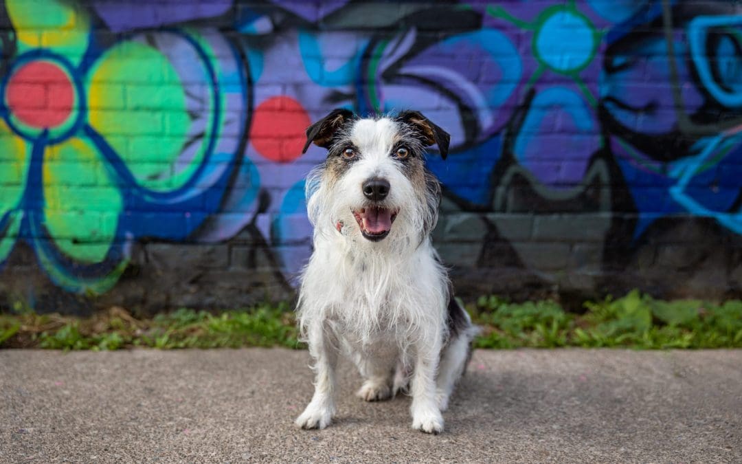Scruffy jack russell terrier in front of graffiti