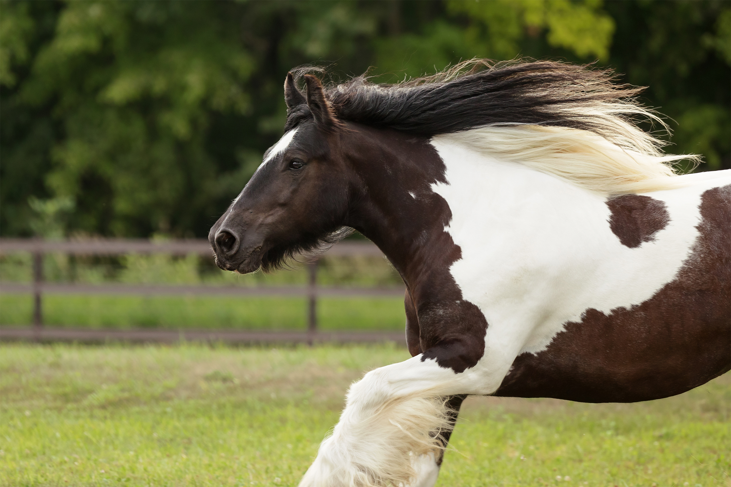 Close up of Gypsy Vanner running in the wind