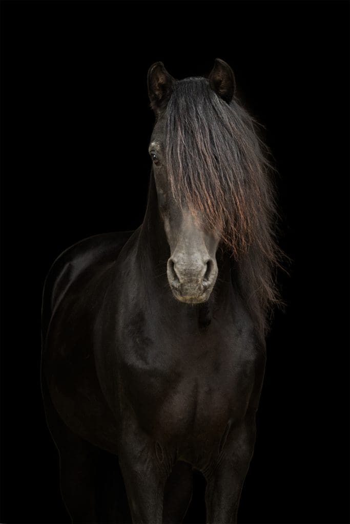 black background photo of Morgan stallion