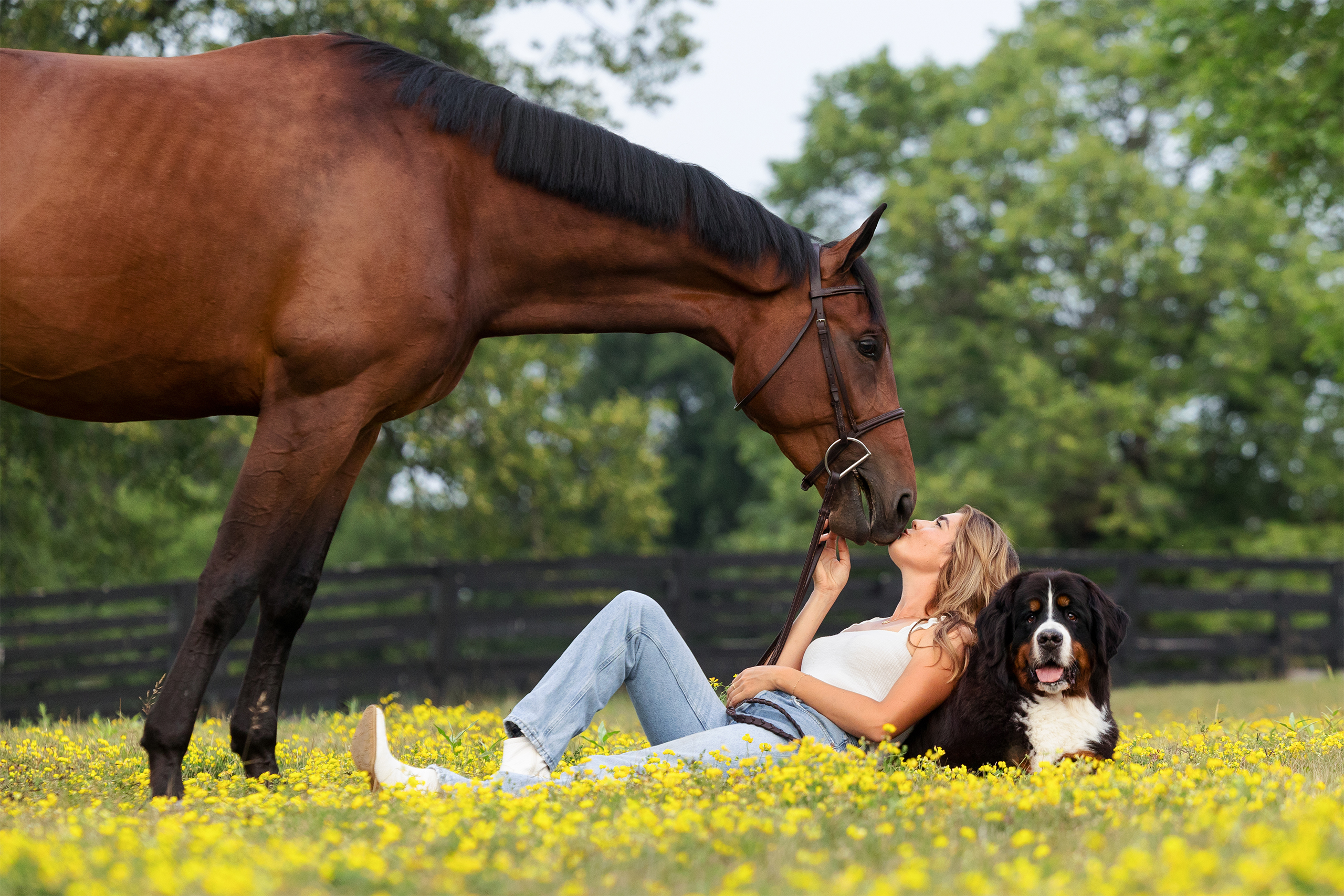 horse and rider in vineyard