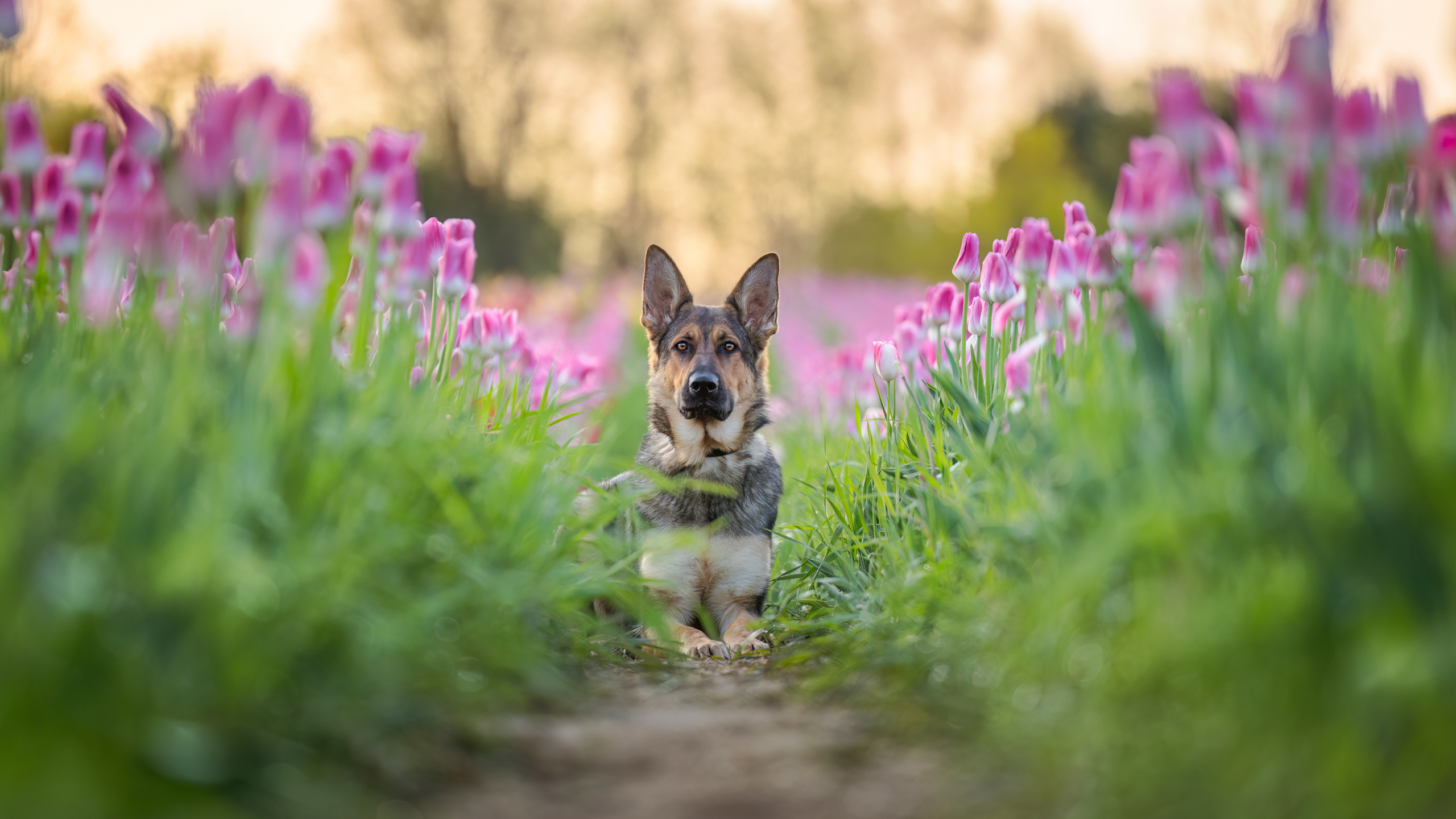 german shepherd in tulip field