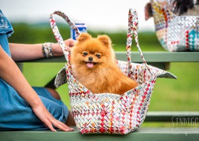 Pomeranian smiles at dog photographer Karen Black in Niagara