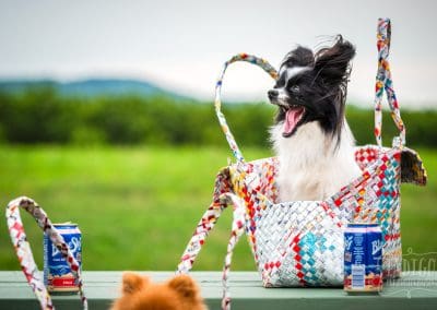papillon dog in Mother Erth carrier on picnic table at Good Earth winery