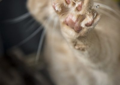 cat's paw trying to capture water from a hose