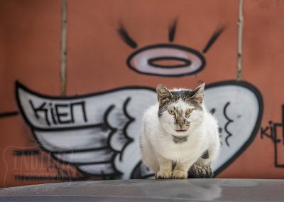 cat in front of graffiti on wall