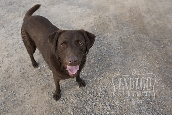 Niagara Pet Photography – The many faces of Jasmine