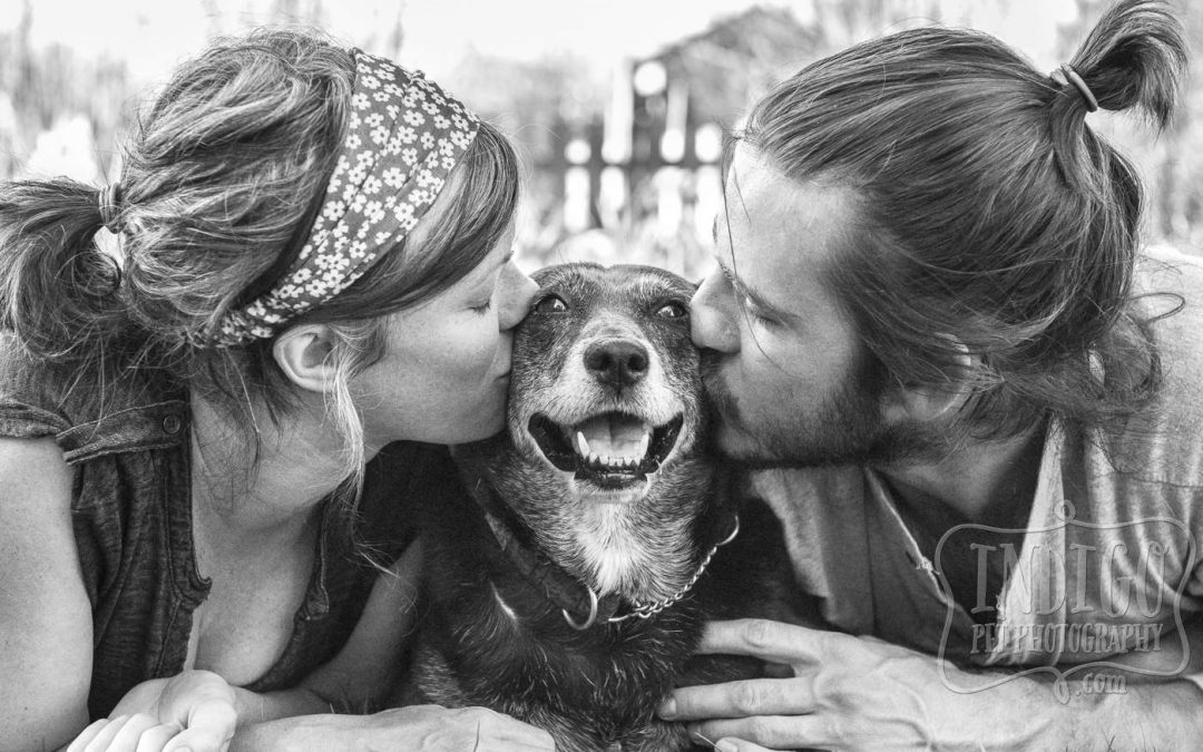 Toronto & Niagara Pet Photographer: Top 10 images of 2015