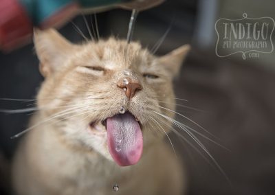 cat's mouth open with tongue out to capture drops of water falling from hose