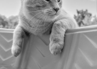 cat hanging over the edge of a kiddy pool