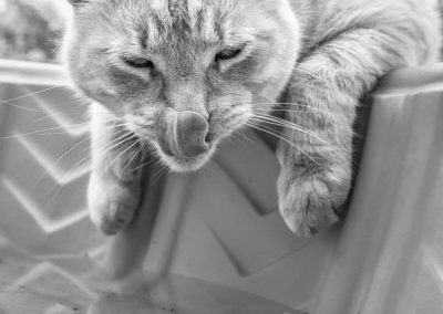 cat drinking water from a kiddy pool licking chips