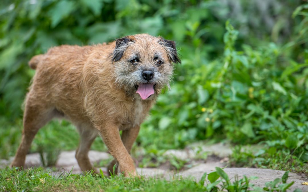 Where’s the DOG?! What to do when your pup disappears