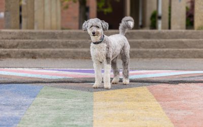 Dog Photography Tips for Students: A Visit to Sir Winston Churchill Secondary