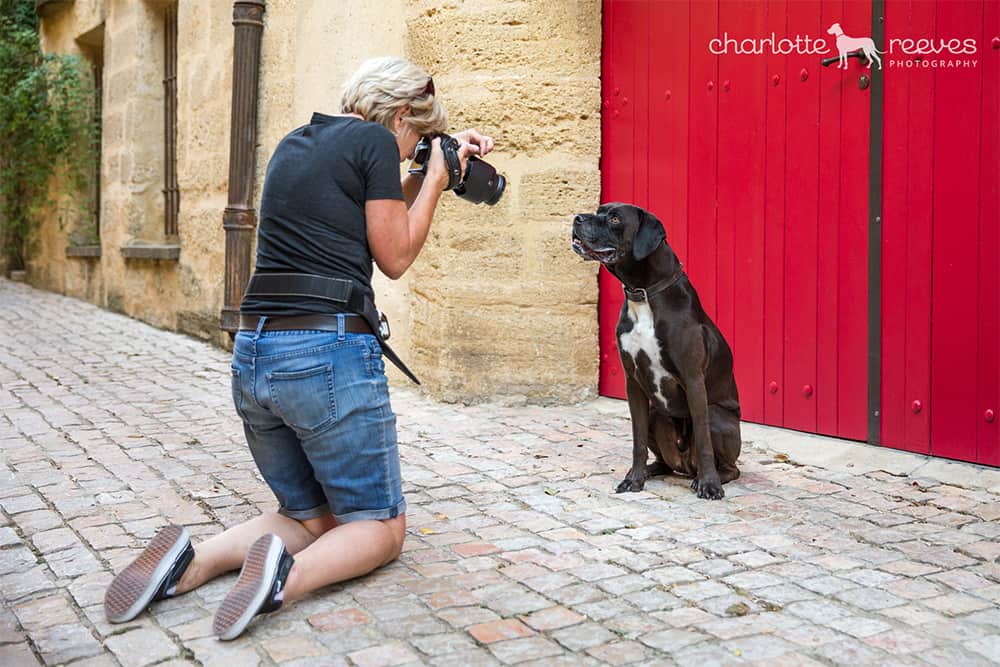 Dog Photography | It’s how we roll | Barkjour part II