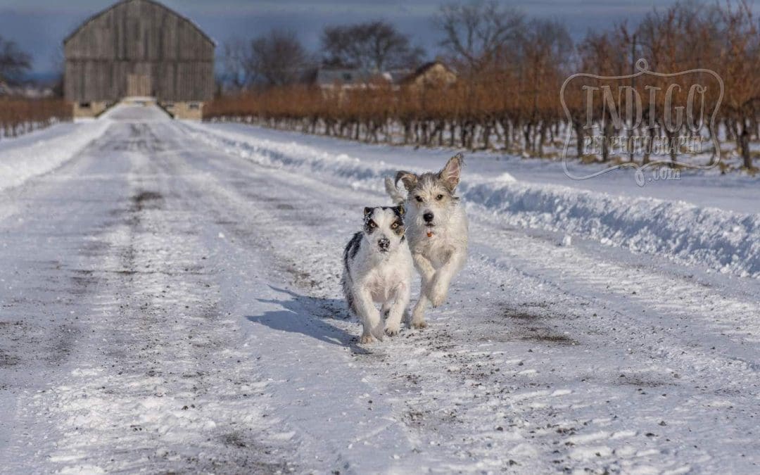Niagara Pet Photography On-Location: Snow!