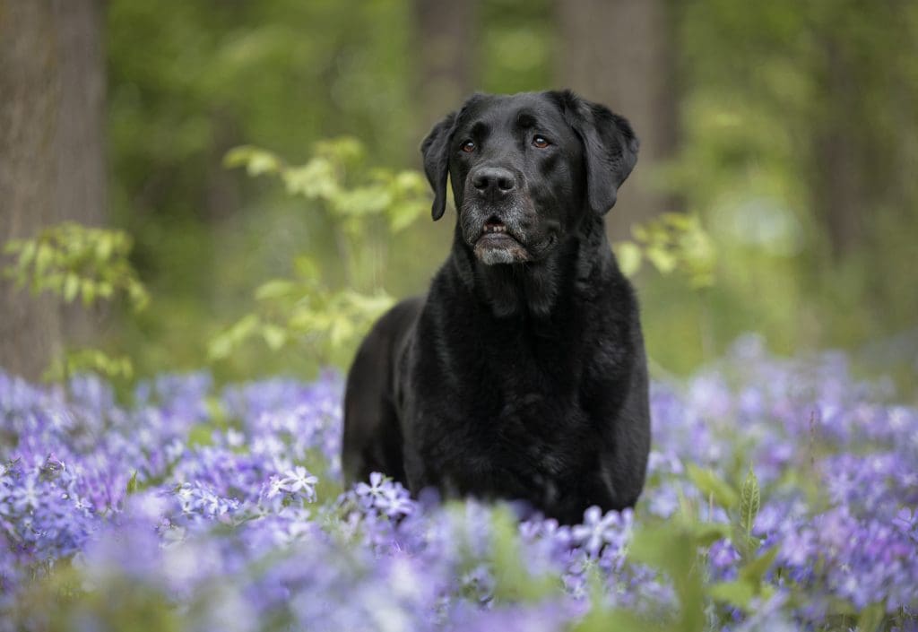 Black lab in blue flowers in a forest