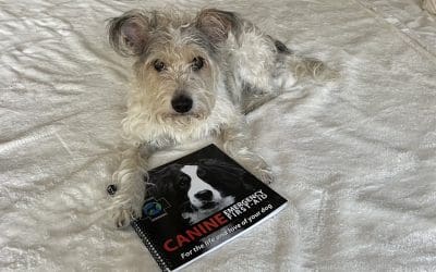 Pet First Aid: My Journey to Becoming a Certified Pet First Aider