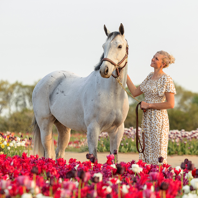 horse in tulips ridgeville ontario horse in tulips in fenwick ontario