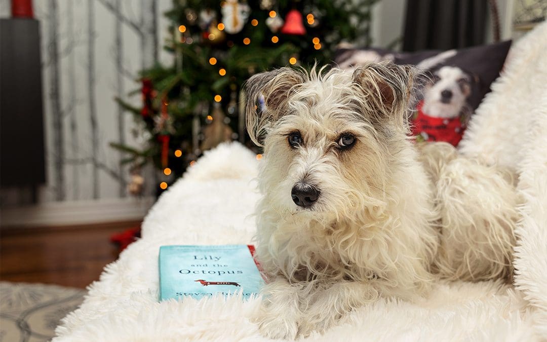scruffy dog with book in front of a christmas tree