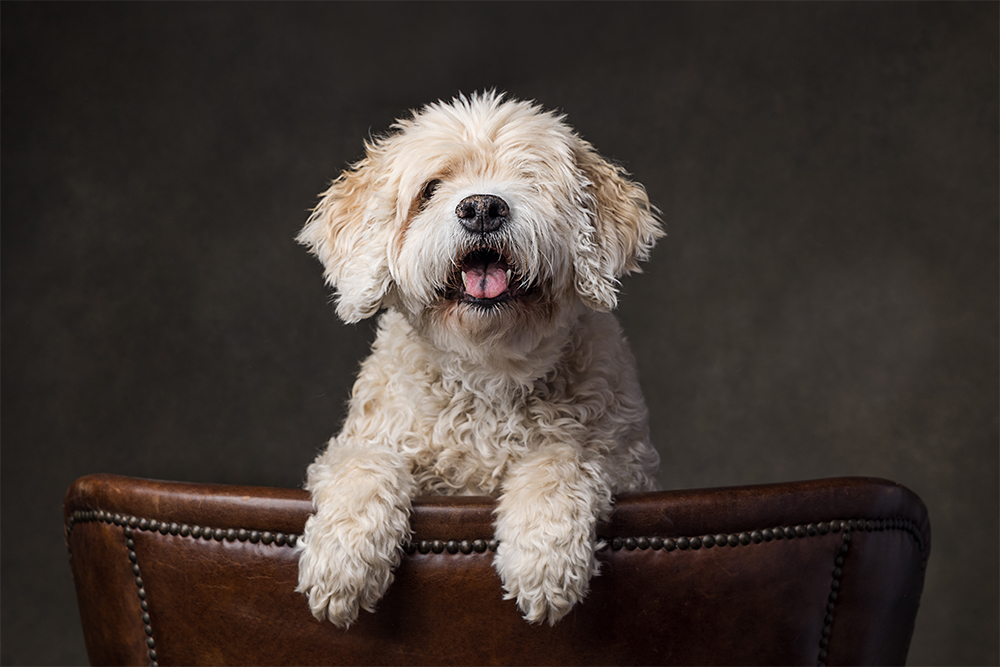 Celebrate Your Senior Dog